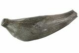Fossil Sperm Whale (Scaldicetus) Tooth #78217-1